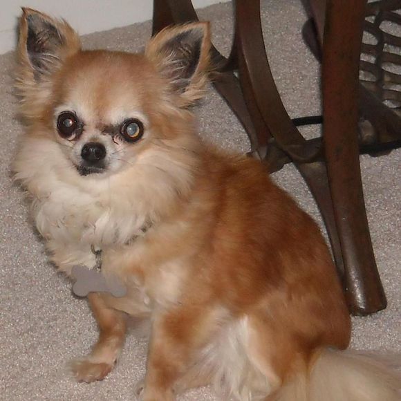 Meet your Posher, Cindi - Picture 1 of 1